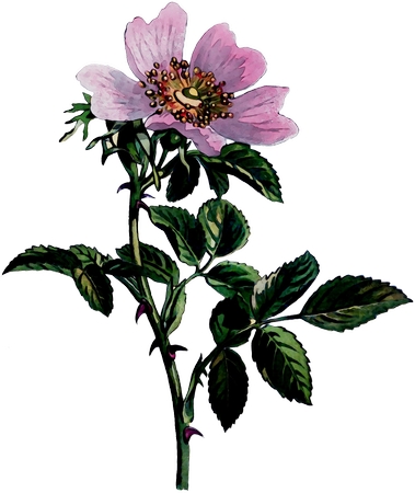 ����Ҷ�ķ�ɫҰõ�廨�廭PNG���ͼ