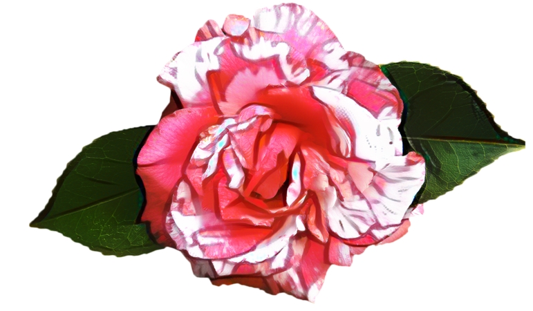 ��ɫ��õ�廨��PNG���ͼ