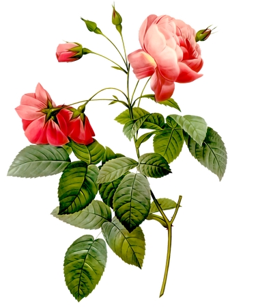 ����Ҷ�ķ�ɫõ�廨�廭PNG���ͼ