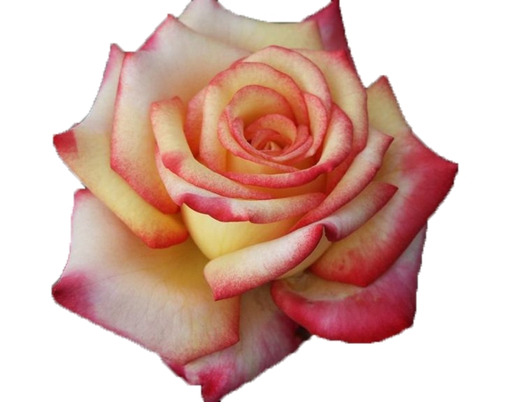 ��ɫ��õ�廨��дPNG���ͼ