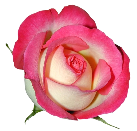 �����ķ�ɫ��õ�廨��PNG���ͼ