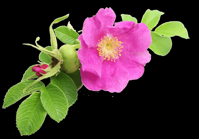 ����Ҷ�ķ�ɫ��PNG���ͼ