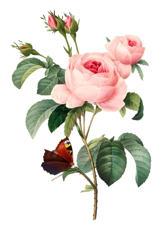 �������ķ�ɫõ�廨PNG���ͼ