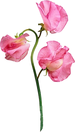 ������ɫ��PNG���ͼ