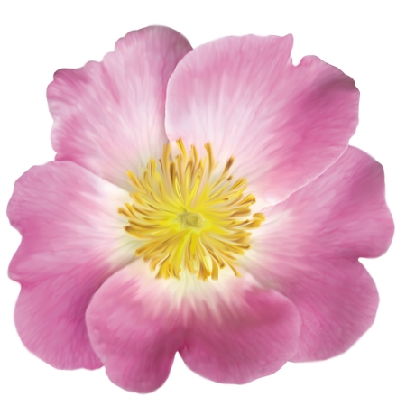 �����ĵķ�ɫҰõ�廨PNG���ͼ