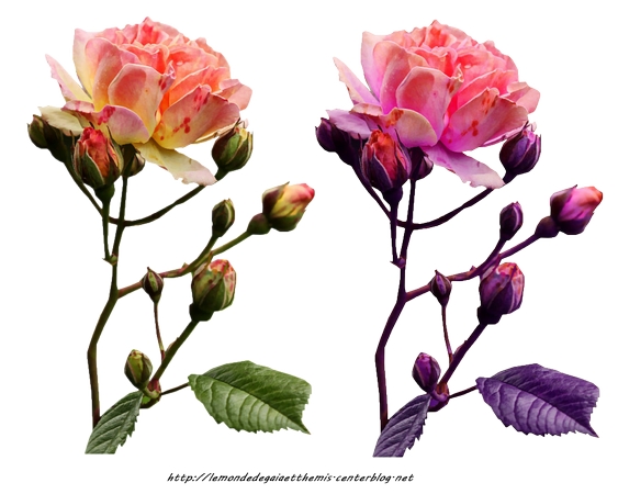 ������ɫõ�廨PNG���ͼ