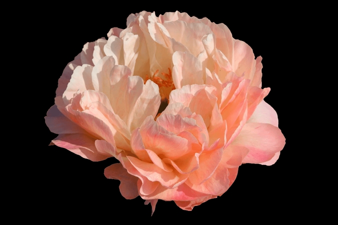 ��õ�廨����дPNG���ͼ