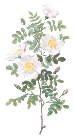 ����Ҷ�������׻�PNG���ͼ