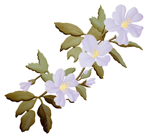 ����Ҷ�İ׻��廭PNG���ͼ