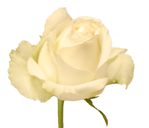 ���µİ�õ�廨��PNG���ͼ