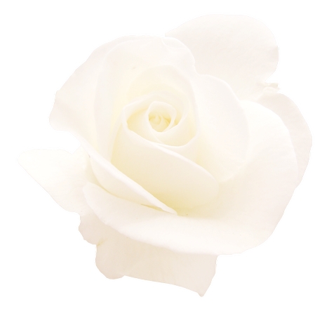 ��õ�廨��廭PNG���ͼ