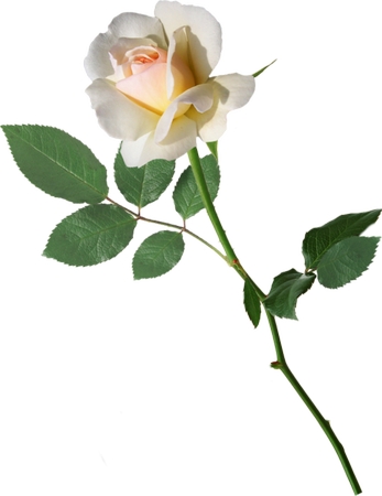 ���ŵİ�õ��廭PNG���ͼ