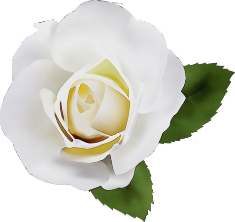 ����Ҷ���ŵİ�õ��PNG���ͼ