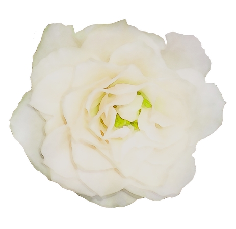 ���µİ�õ�廨PNG���ͼ