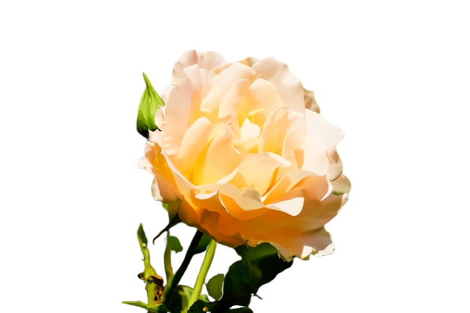 ����Ȼ��������Ű�õ�廨��PNG���ͼ