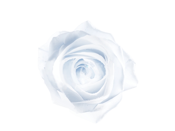 ������İ�õ�廨��PNG���ͼ