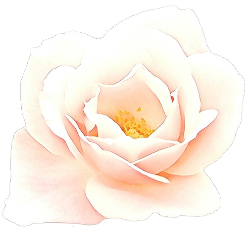 �����İ�õ�廨��PNG���ͼ