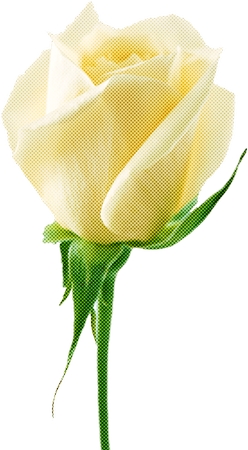 �����İ�õ�廨��PNG���ͼ