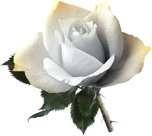 �����İ�õ��PNG���ͼ