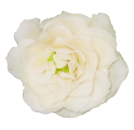 ���ŵİ�õ�廨��PNG���ͼ