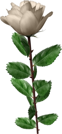 ����Ҷ�����Ű�õ�廨PNG���ͼ