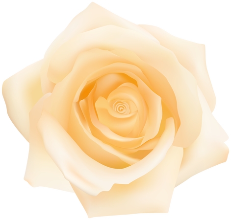 ��õ�廨��PNG���ͼ