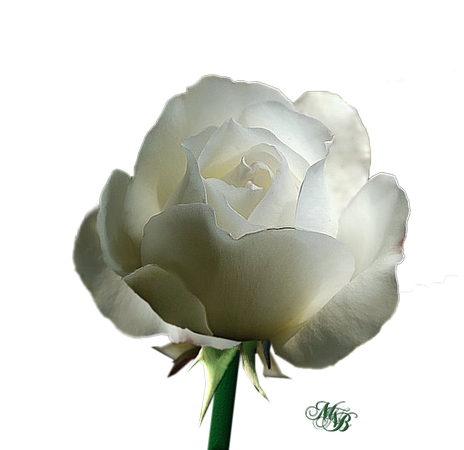 ����������İ�õ��PNG���ͼ