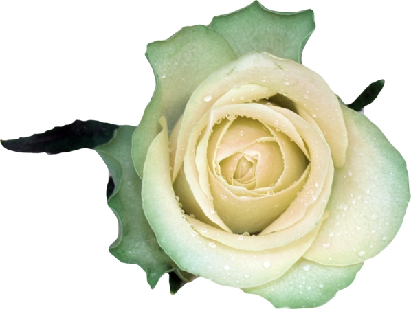 ��¶������Ű�õ��PNG���ͼ