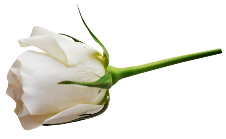 �������ϵĵ�֧��õ��PNG���ͼ