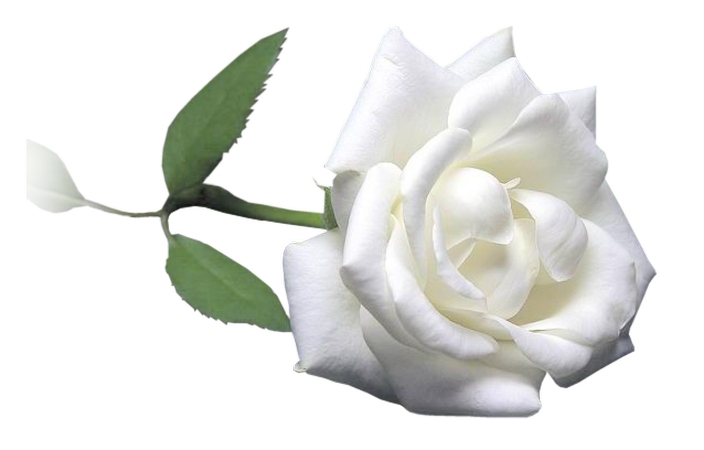 ����Ҷ�����Ű�õ��PNG���ͼ