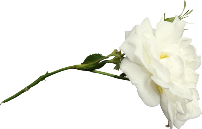 ���������Ű�õ��PNG���ͼ