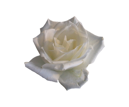 �����İ�õ�廨PNG���ͼ