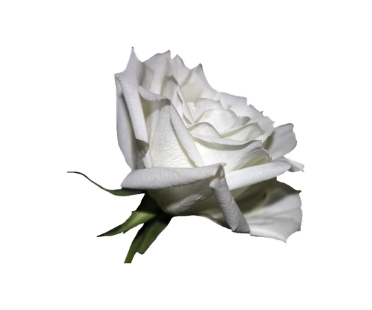 �������ϵ����Ű�õ��PNG���ͼ