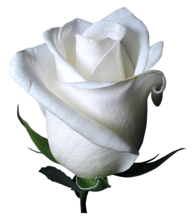 ���̾��İ�õ��PNG���ͼ