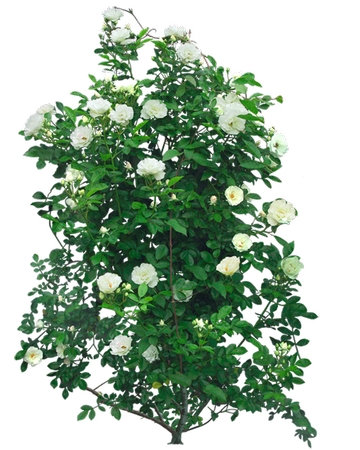 ����Ҷ�İ�õ���PNG���ͼ