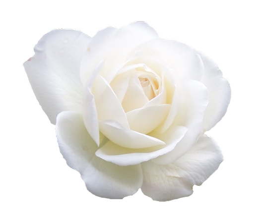 �����İ�õ�廨����PNG���ͼ