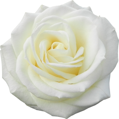 �����İ�õ�廨PNG���ͼ