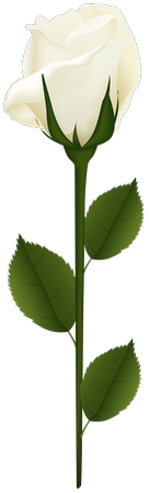 �廭��õ�廨PNG���ͼ