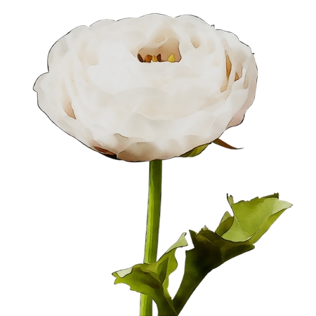 ���̾��İ�õ�廨PNG���ͼ