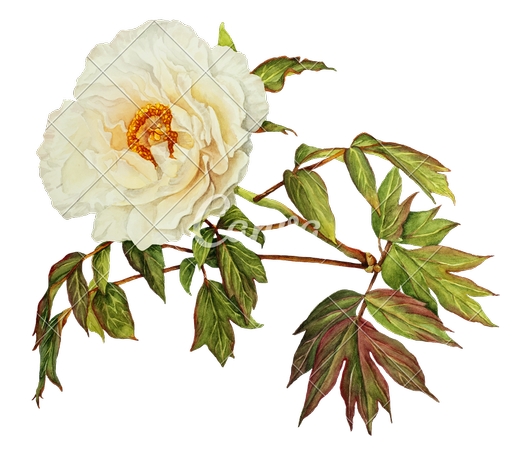 ֲ���õ��廭PNG���ͼ