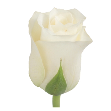 ���ⳡ�ϵİ�õ�廨����PNG���ͼ