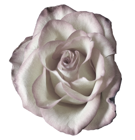 �����İ�õ�廨PNG���ͼ