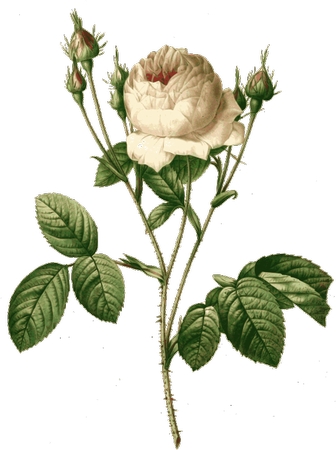 ����Ҷ�İ�õ��ֲ��廭PNG���ͼ