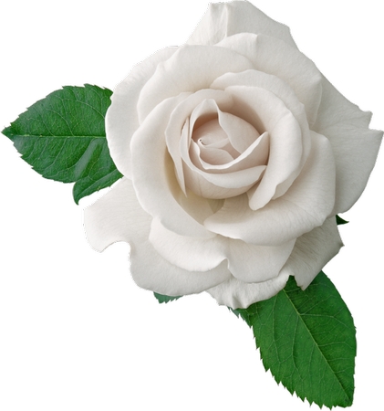 ����Ҷ�İ�õ��PNG���ͼ