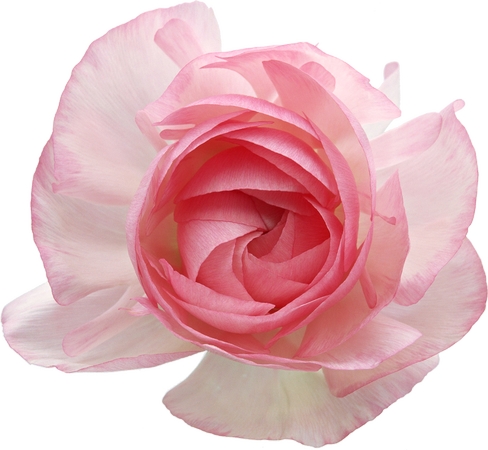 �����۰�õ�廨PNG���ͼ