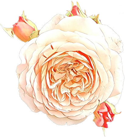 ����ɫװ�εİ�õ��廭PNG���ͼ