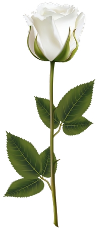 ��õ���Ҷ�Ӳ廭PNG���ͼ