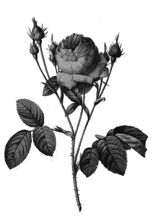 �ڰ�õ��廭PNG���ͼ