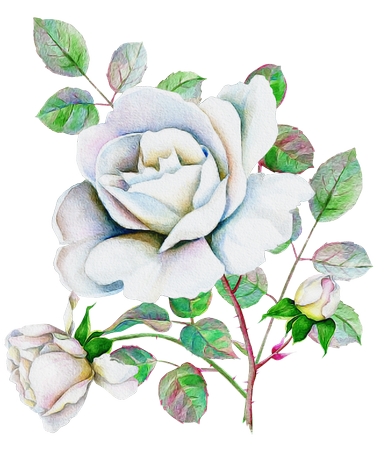 ���̷�Ҷ�İ�õ��PNG���ͼ