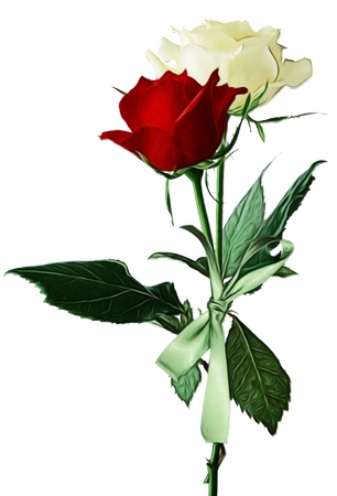 ���õ�廨��PNG���ͼ